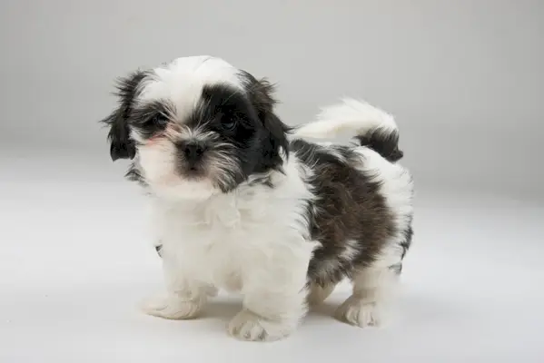 Taza de té cachorro shih tzu sobre fondo blanco.