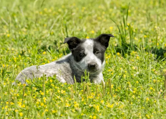 Mladé štěně Texas Heeler