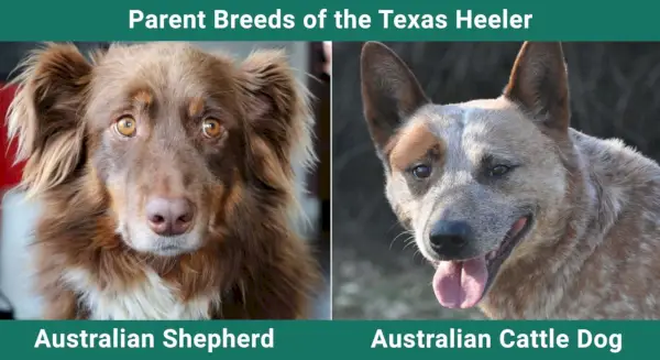 Parent_breeds_Texas léčitel