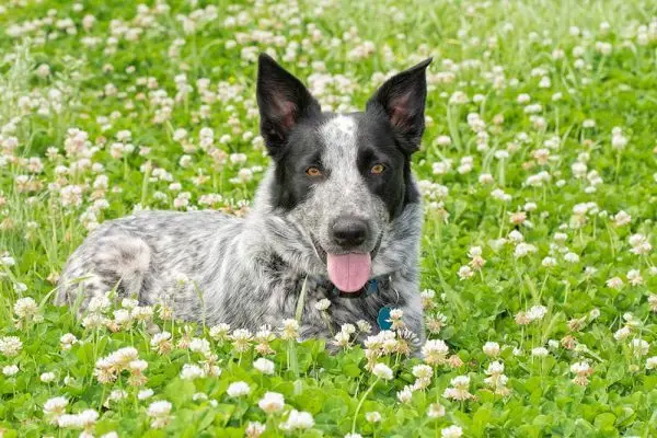 texas heeler na loukách