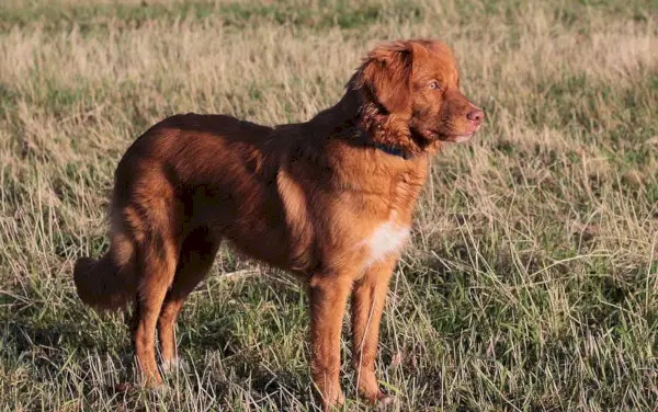 ノバスコシアダックトーリングレトリバー