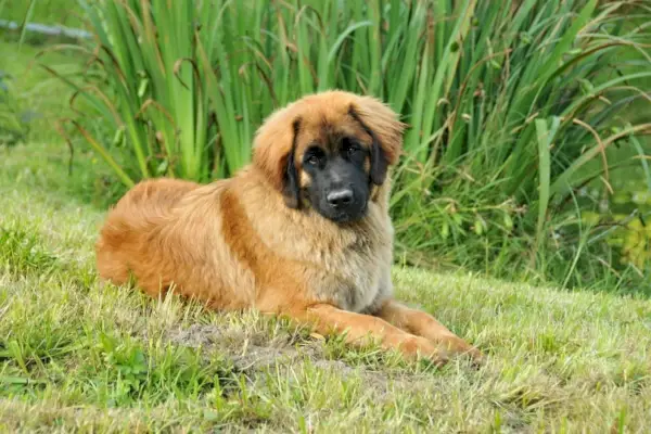 leonberger_BoraAlma_Pixabay