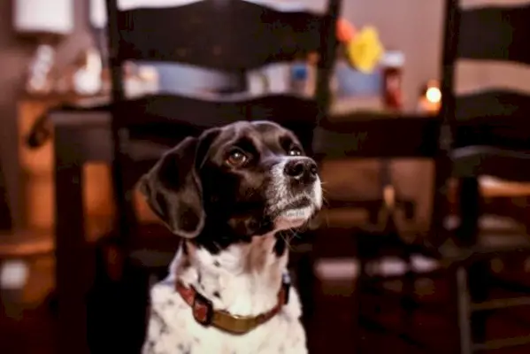 Boingle (Beagle & German Shorthaired Pointer Mix): Imagini, informații, îngrijire și multe altele