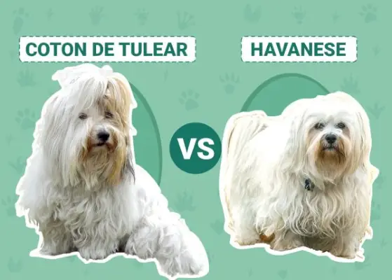 Coton De Tulear vs. Havaneser: Die Unterschiede (mit Bildern)