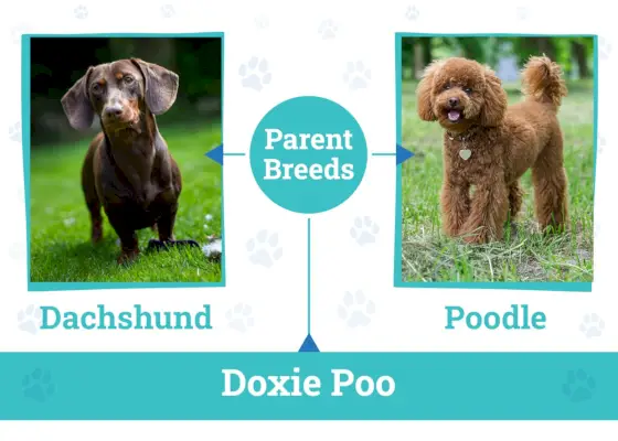 Doxie Poo vecāku šķirnes