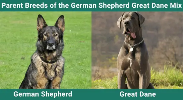 Roditeljske pasmine Mješanac njemačkog ovčara