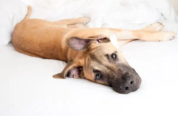 Смес от немски овчарски дог: снимки, информация, грижи и още