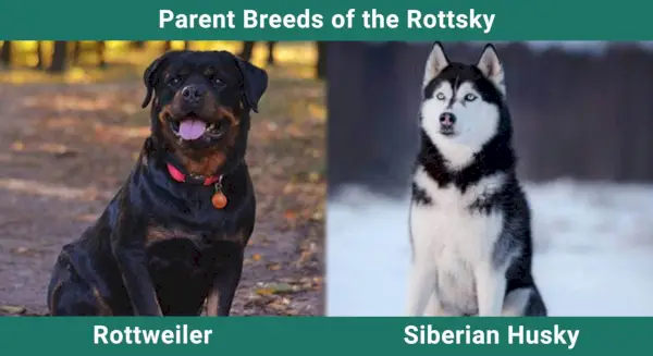 Parent_breeds_Rottsky