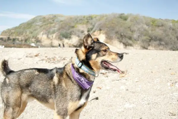 Rottweiler Husky Mix com bandana brinca ao ar livre