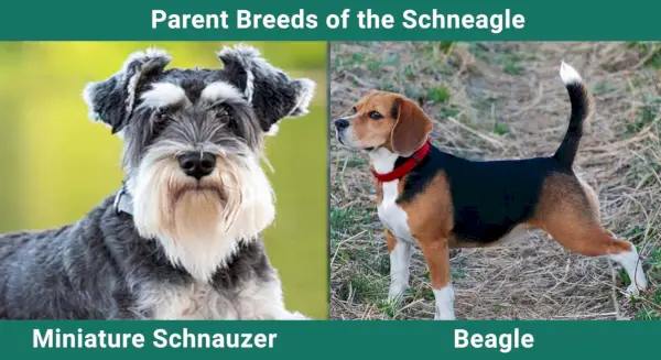 Парент_бреедс_Сцхнеагле