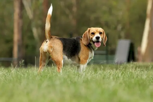 câine beagle