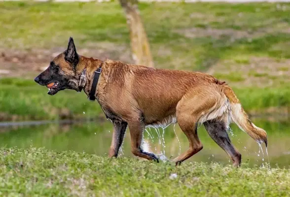 Malinois belgian