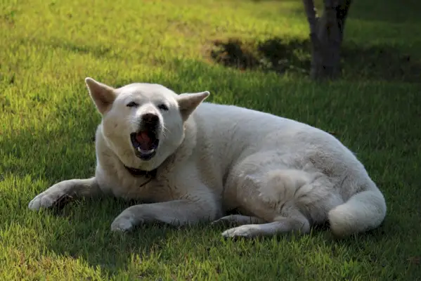 witte akita-hond blaft en ligt op het gras
