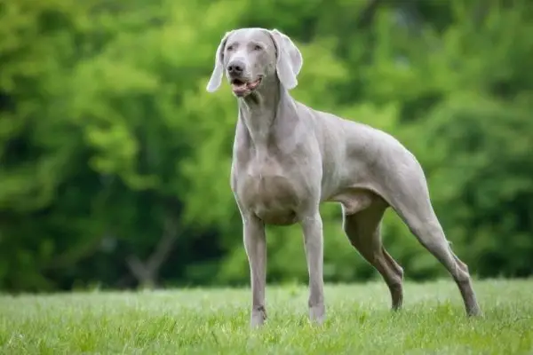 14 hundar som liknar Weimaraners (med bilder)