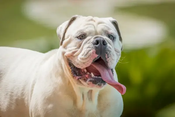 Nahaufnahme der weißen Olde English Bulldogge im Freien