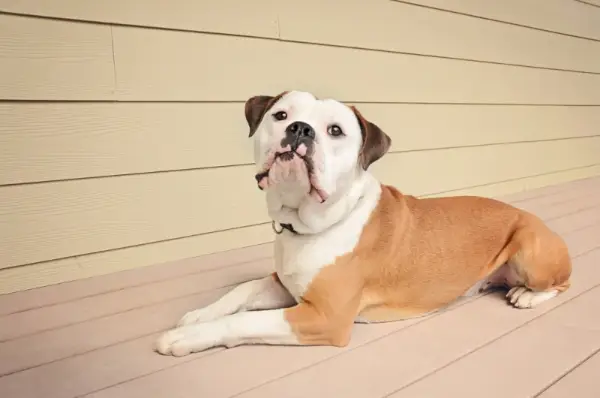Olde English Bulldogge liegt auf dem Balkon