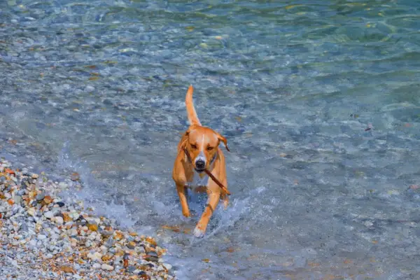 suņu ķepu dalītājs