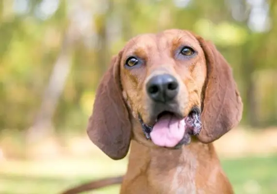 tuvplāns, dēļ, la, laimīgs, redbone, coonhound