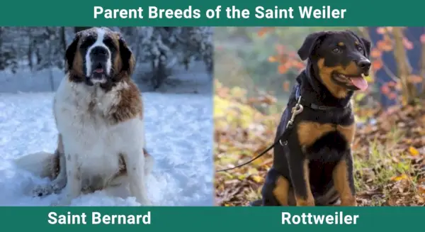 הורה_גזעים_סנט ויילר