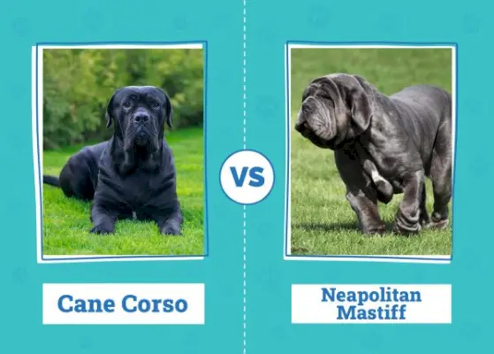 Cane Corso vs Mastiff Napolitan