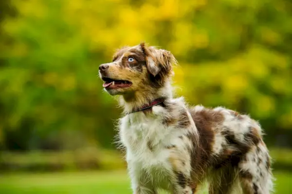 Australian Shepherd i miniatyr utenfor