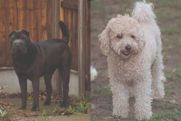Shar-Poo (Shar-Pei & Poodle Mix): Imagini, ghid, informații, îngrijire și multe altele!