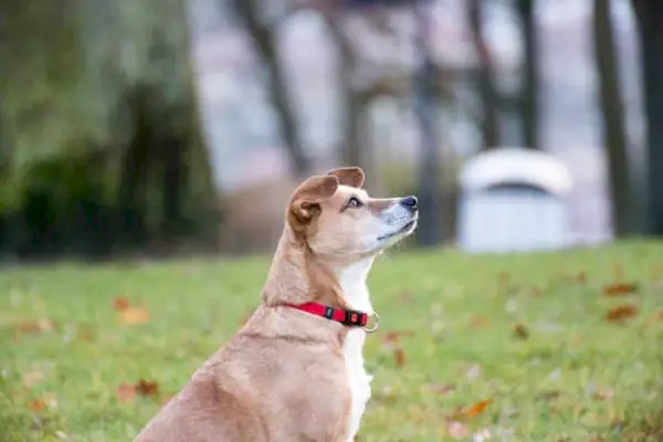 vista lateral del gos Carolina mirant cap amunt