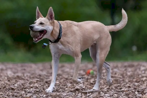 Un gos Carolina feliç