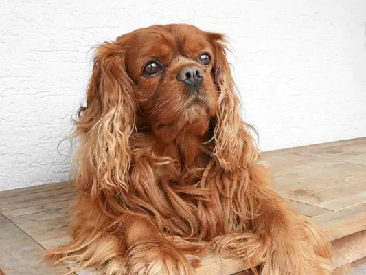 brun cavalier king charles spaniel