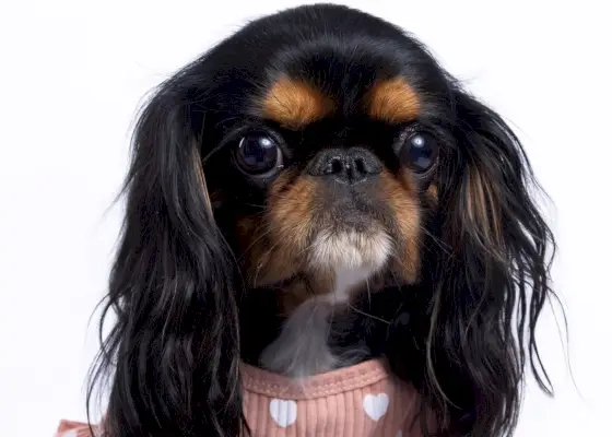 Närbild av en King Charles Spaniel