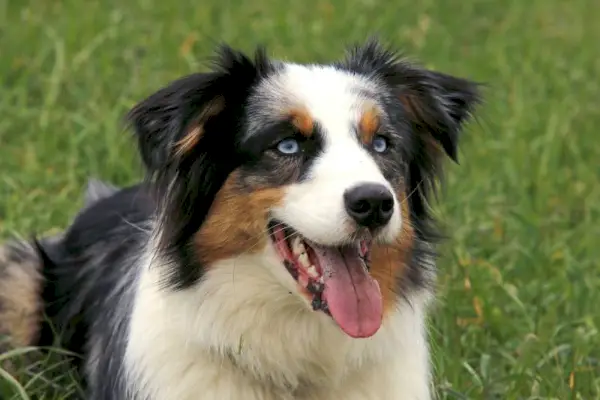 ディバイダー-犬の足