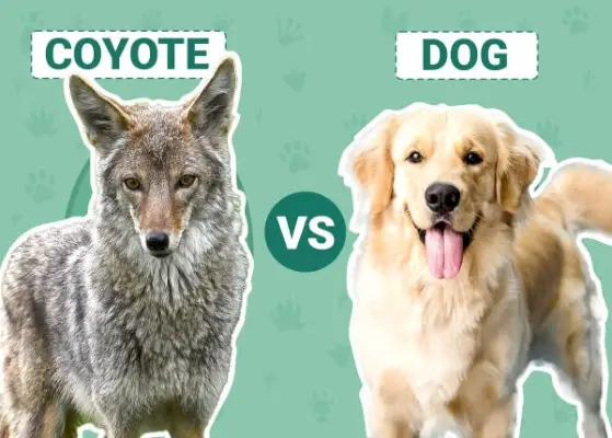 Coyote vs Dog: Canine Comparison & Differences (med billeder)