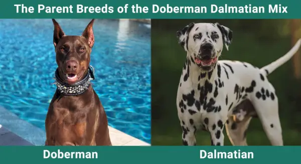 도베르만 달마시안 믹스의 부모 품종