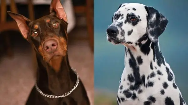 Dobermana dalmāciešu maisījums: attēli, temperaments un iezīmes