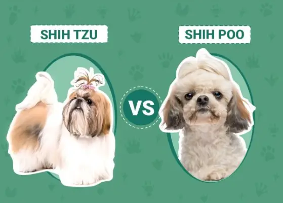 Shih Tzu vs. Shih Poo: ¿Cuál debo elegir?