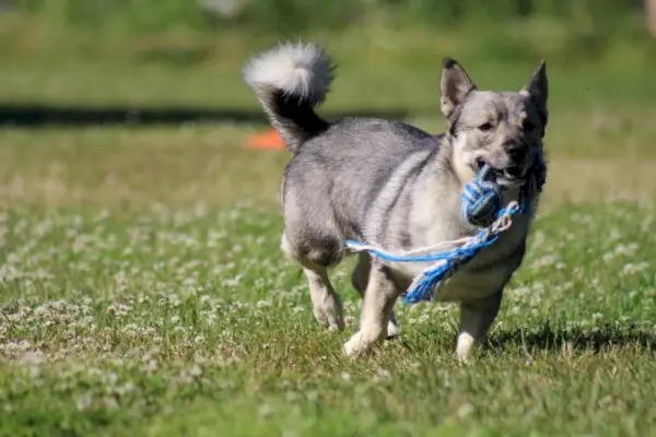 svensk vallhund som leker i gresset