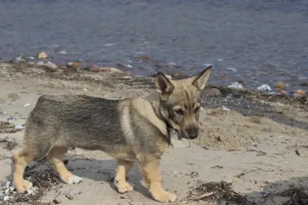 svensk vallhund i nærheten av innsjøen
