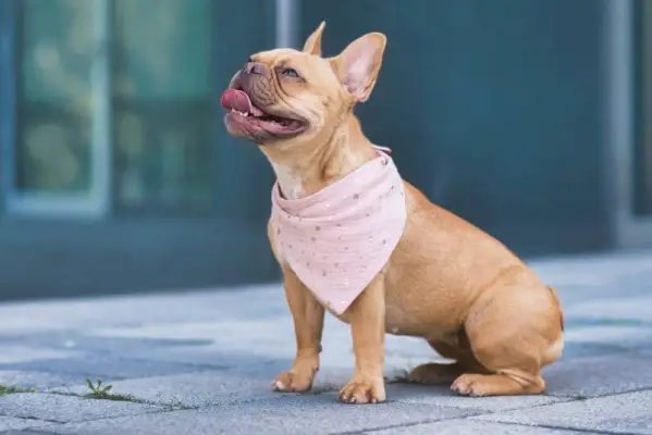 Chien bouledogue français assis portant un bandana rose autour du cou