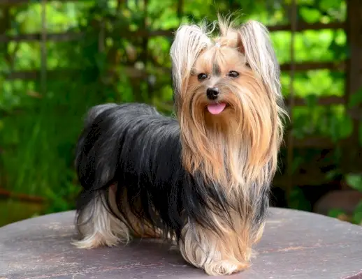 Yorkshire Terrier debout sur une table en bois