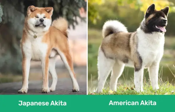Akita japonez vs Akita american unul lângă altul