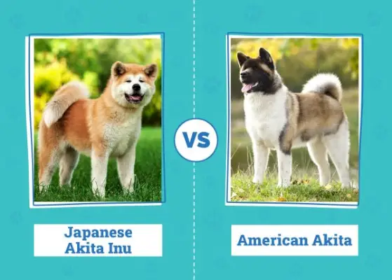 Akita Inu Japonez vs Akita American