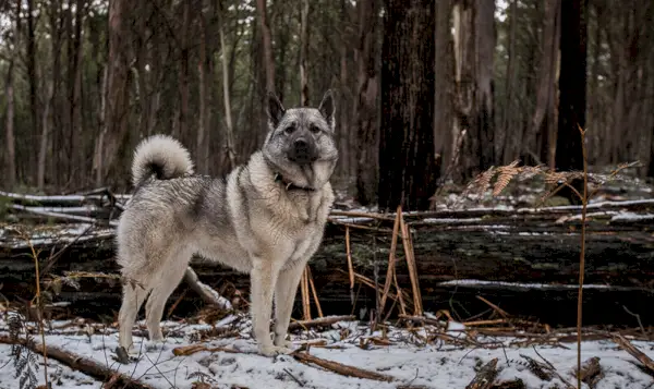 norvég elkhound