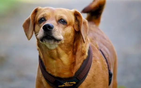 mix di bassotto e rat terrier