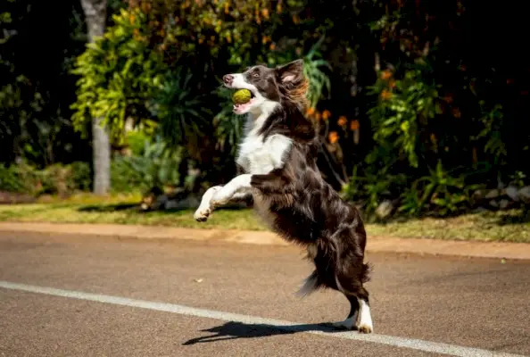 Border Collie blanco y negro jugando a atrapar