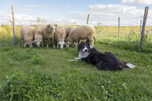 border collie junto con ovejas