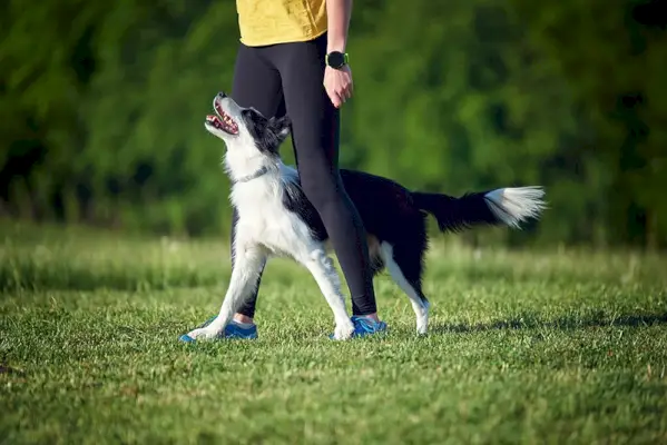 Border collie durante el entrenamiento de obediencia