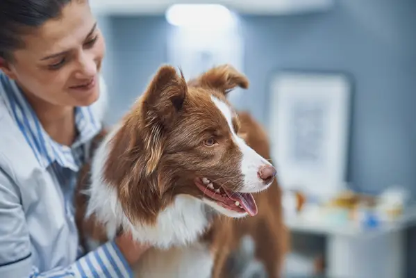 border collie visitando a un veterinario