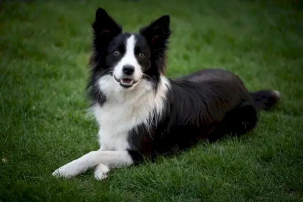 Border Collie hembra