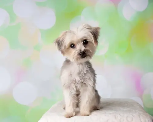 morkie-mix