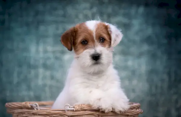 Pastor alemão Jack Russell Terrier de perto_OlesyaNickolaeva_Shutterstock